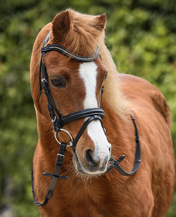 Pony hoofdstellen & bitten