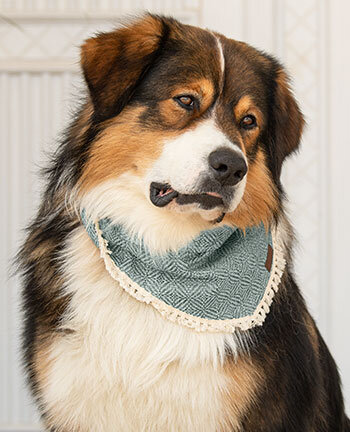 Accessoires voor de hond