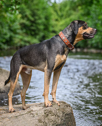Hond uitlaten