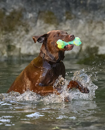 Hond