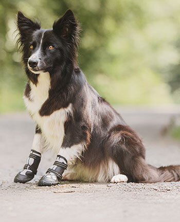 Accessoires voor de hond