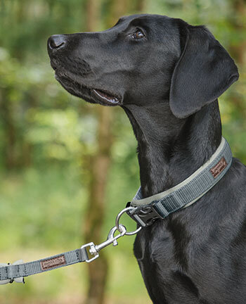 Honden halsbanden & lijnen
