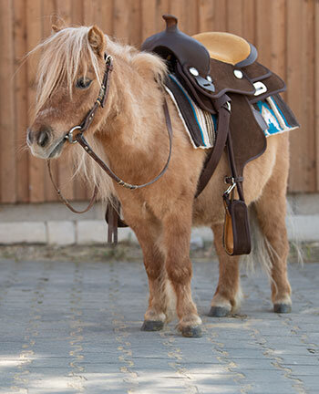 Western pony's