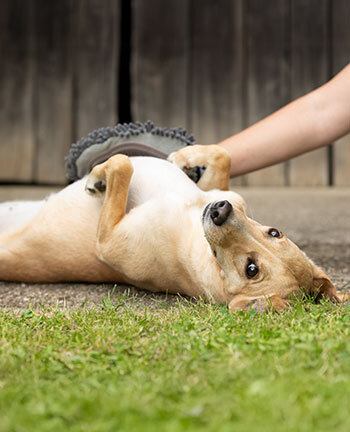 Vachtverzorging voor de hond