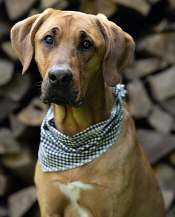 Hondentoebehoren & -accessoires