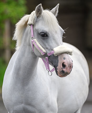 Pony- & veulenhalster