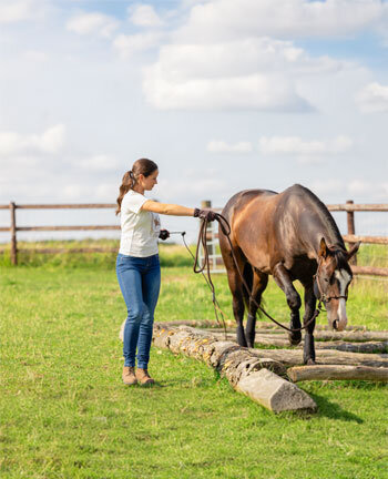 Horsemanship & vrijheidsdressuur