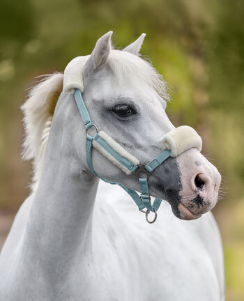 Pony- & veulenhalster