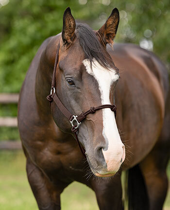 Western halsters & touwen