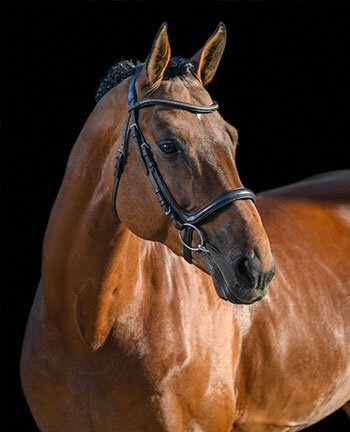 Paardenaccessoires voor de ruitersport online kopen