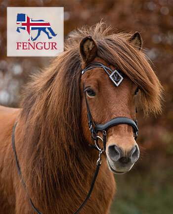 FENGUR paard