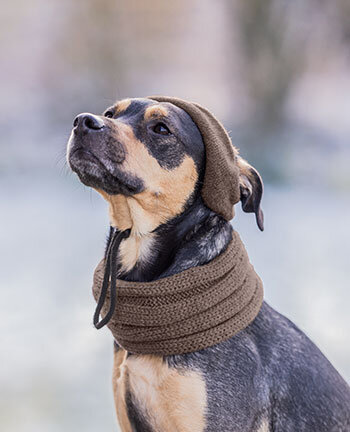 Accessoires voor de hond