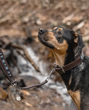 Honden halsbanden & lijnen