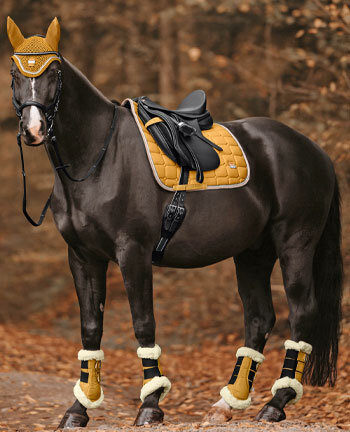 Paard
