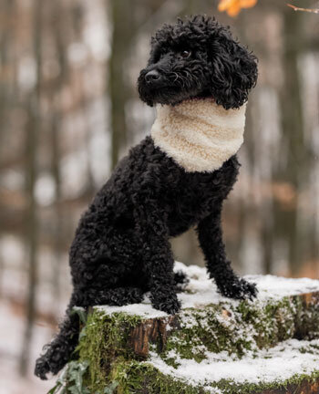 Accessoires voor de hond