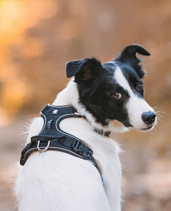 Honden halsbanden & lijnen