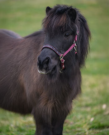 Pony's & veulens