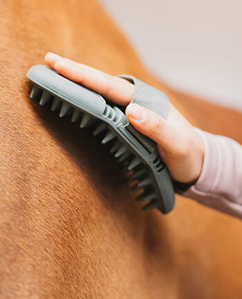 Paardenmassage