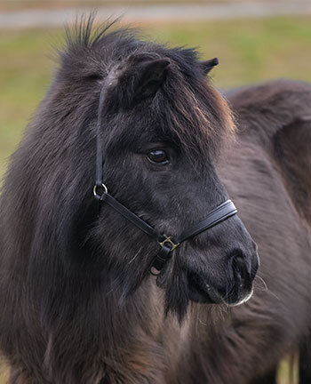 Pony- & veulenhalster