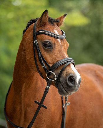Pony hoofdstellen & bitten
