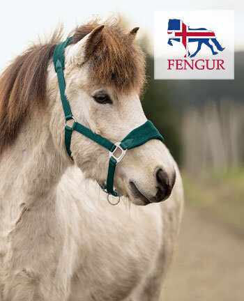FENGUR paard