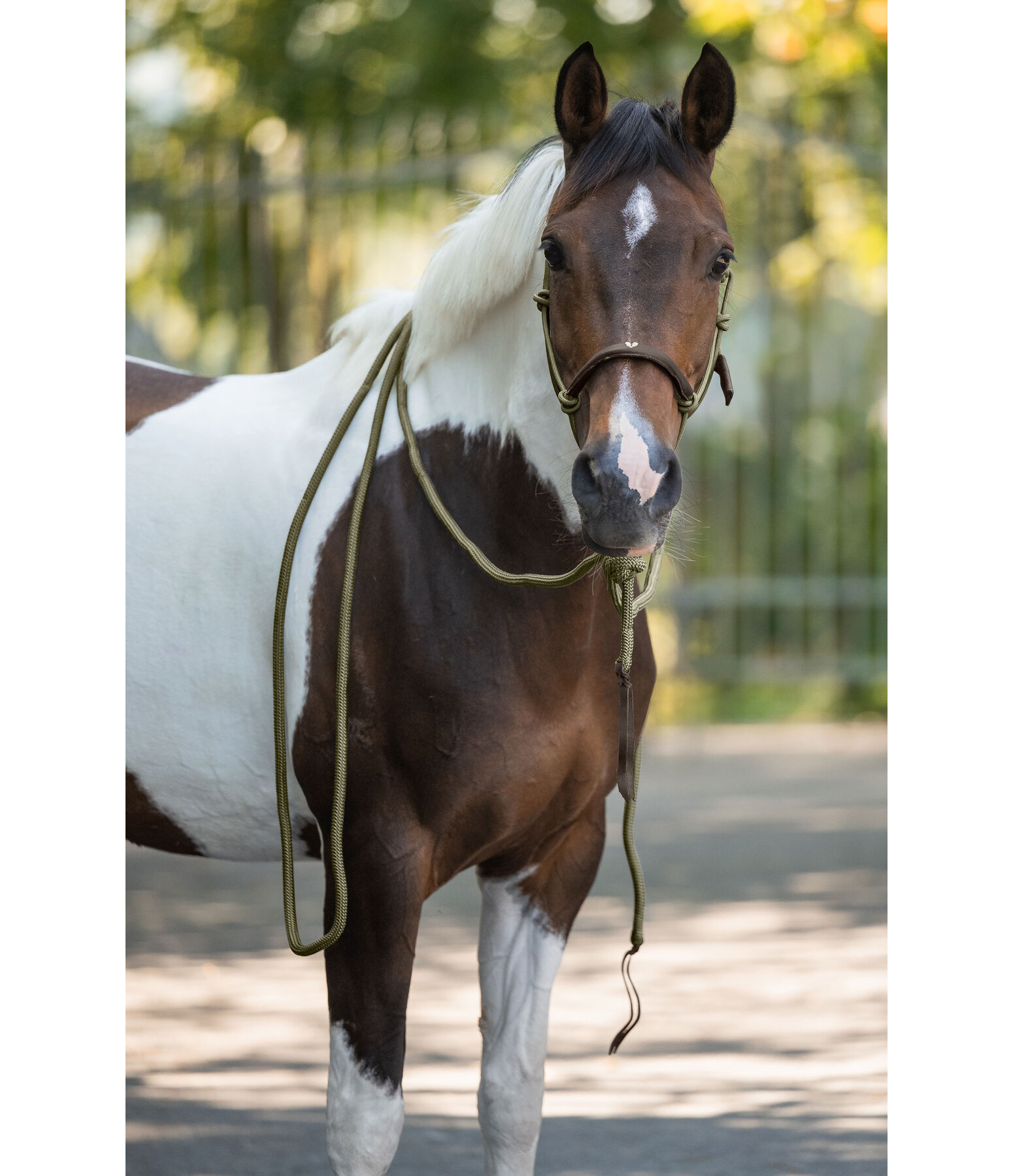 knoophalster Merano met mecate