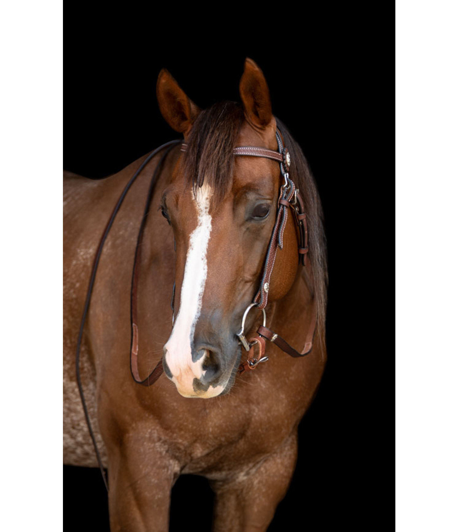 westernhoofdstel met teugels