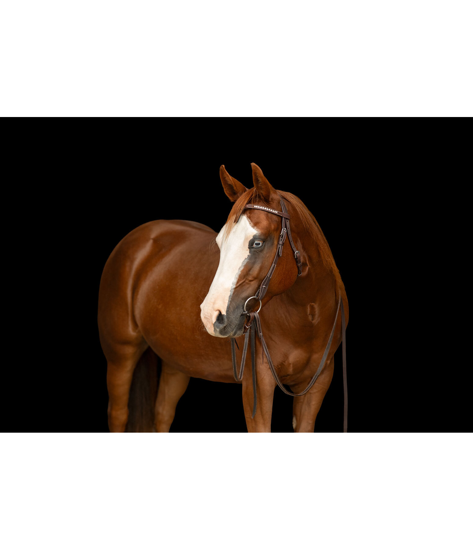 Mix & Match Futurity  geknoopte frontriem Crystal