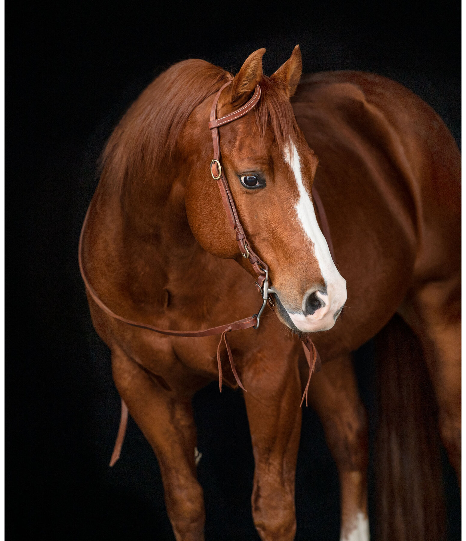 One Ear hoofdstel Buckle End