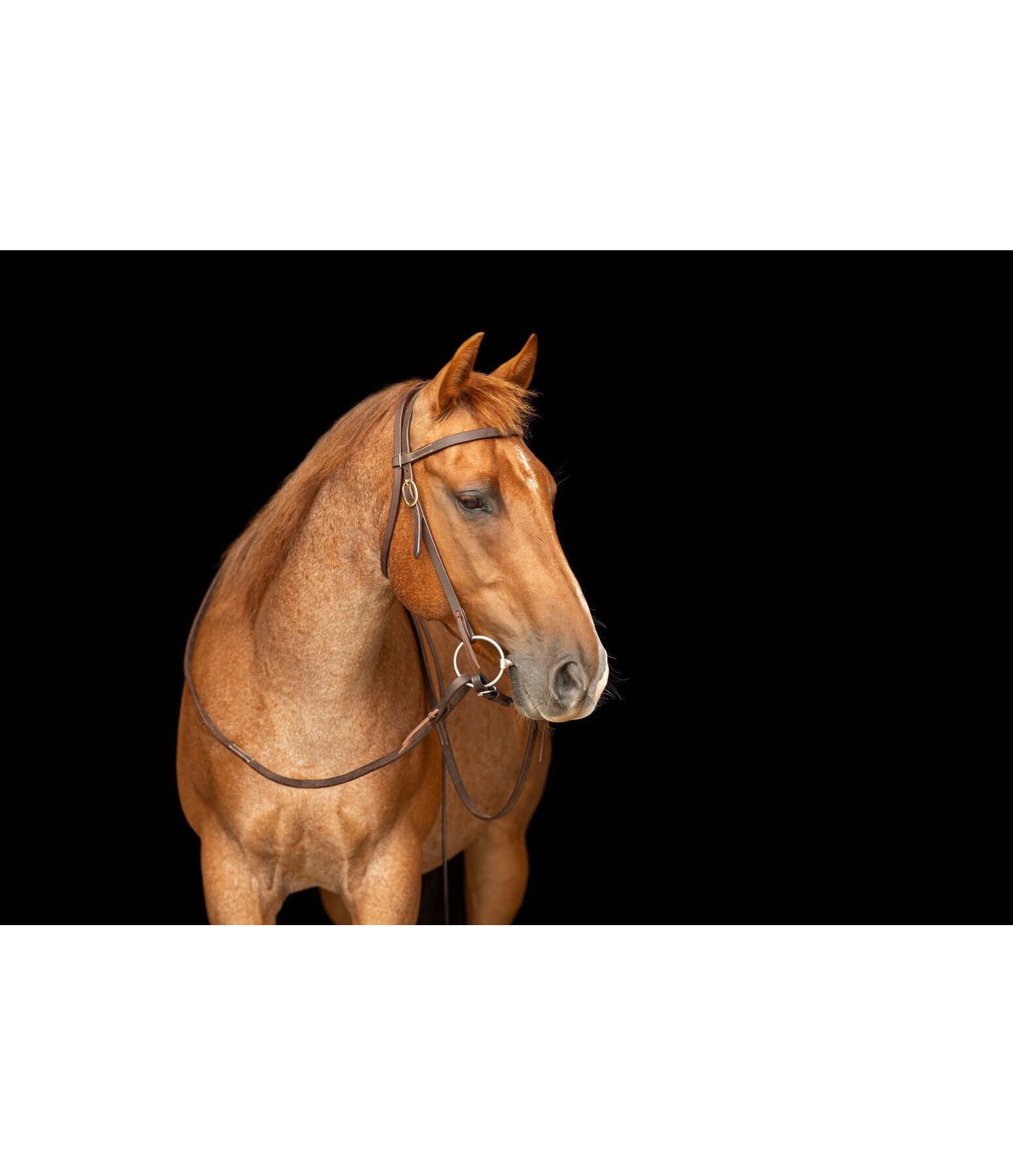 Trainingshoofdstel Harness