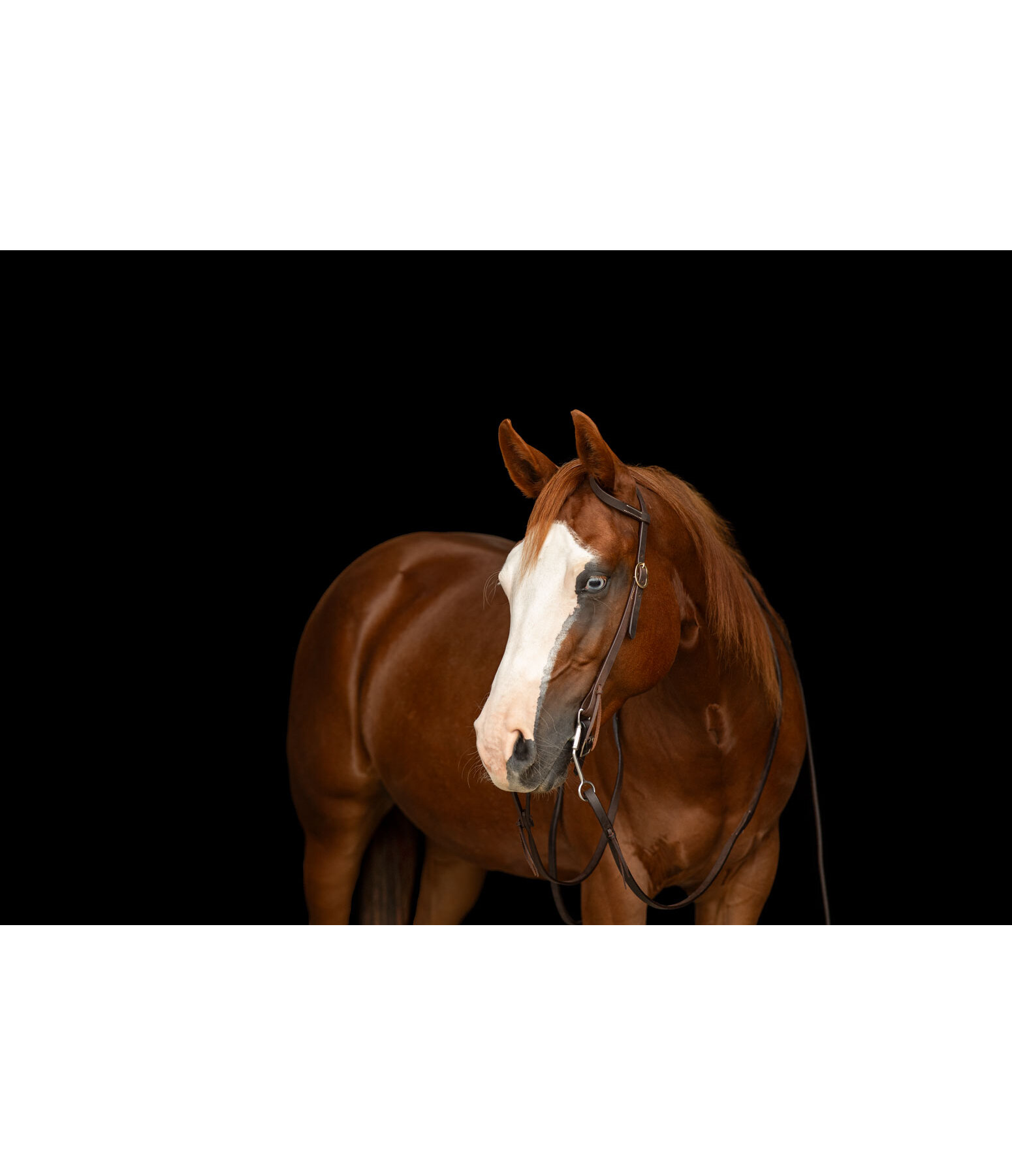 One Ear trainingshoofdstel Harness