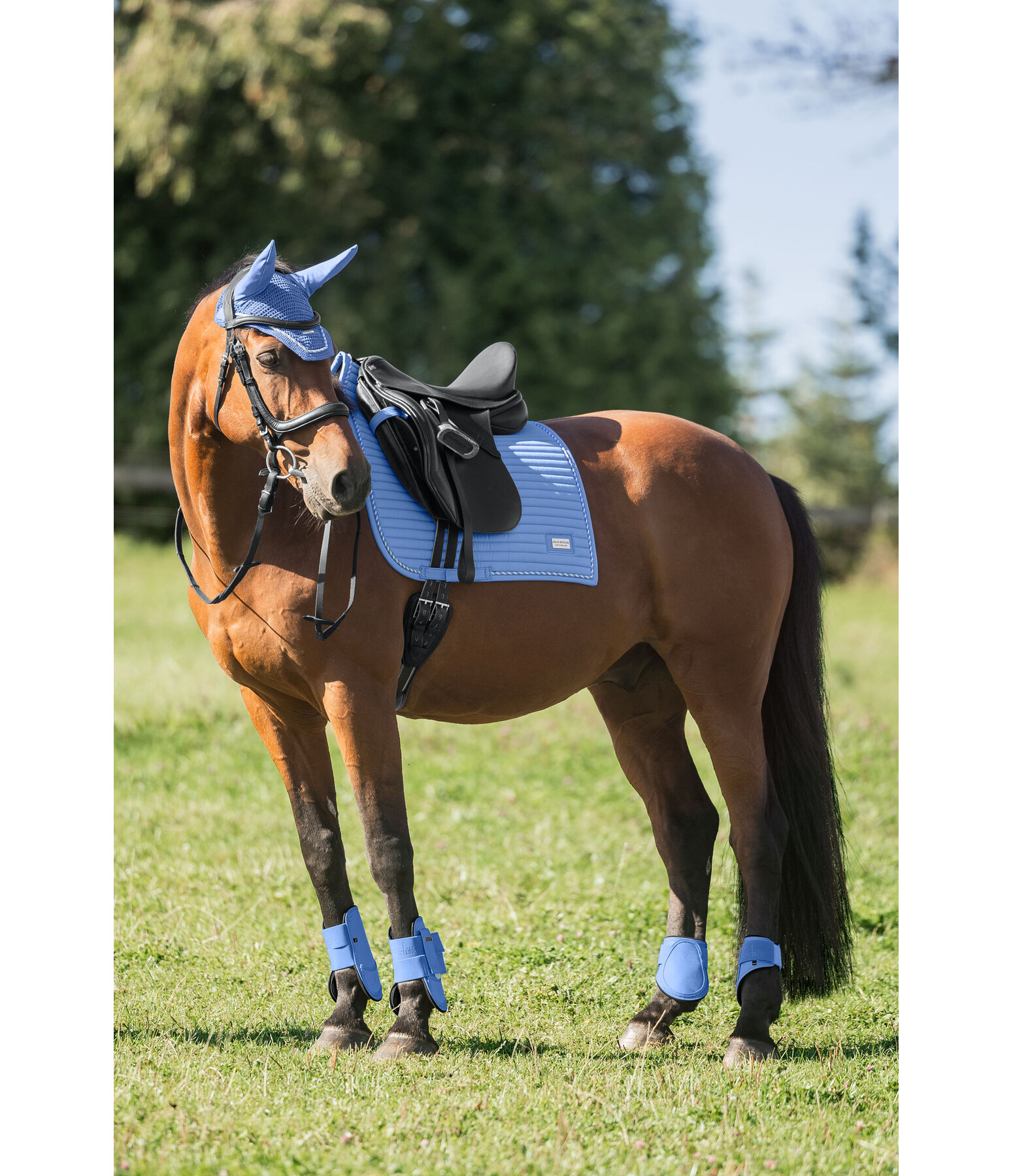 zadeldek Sophistication Regular