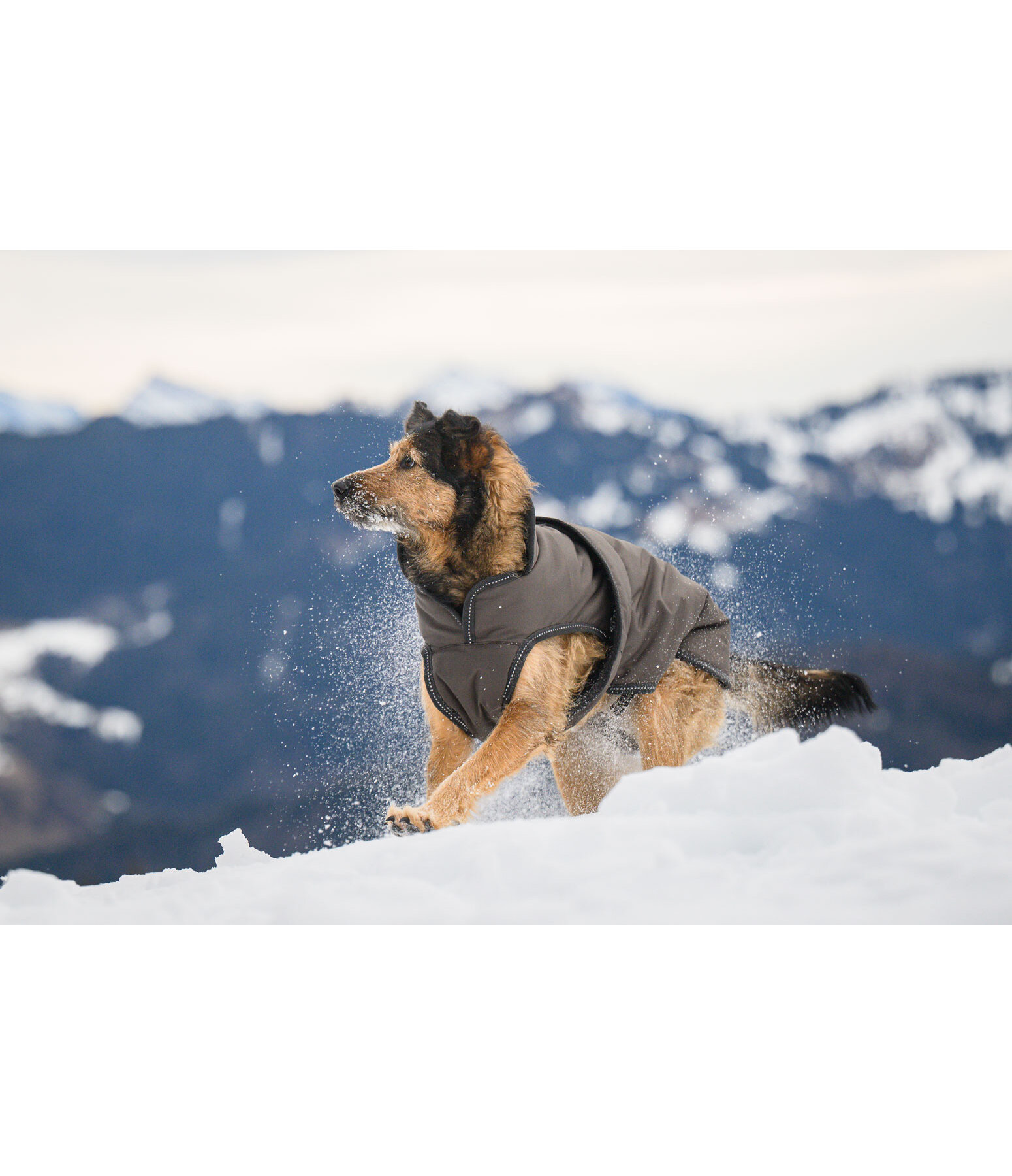 hondenjas Eddie met fleece 200 g