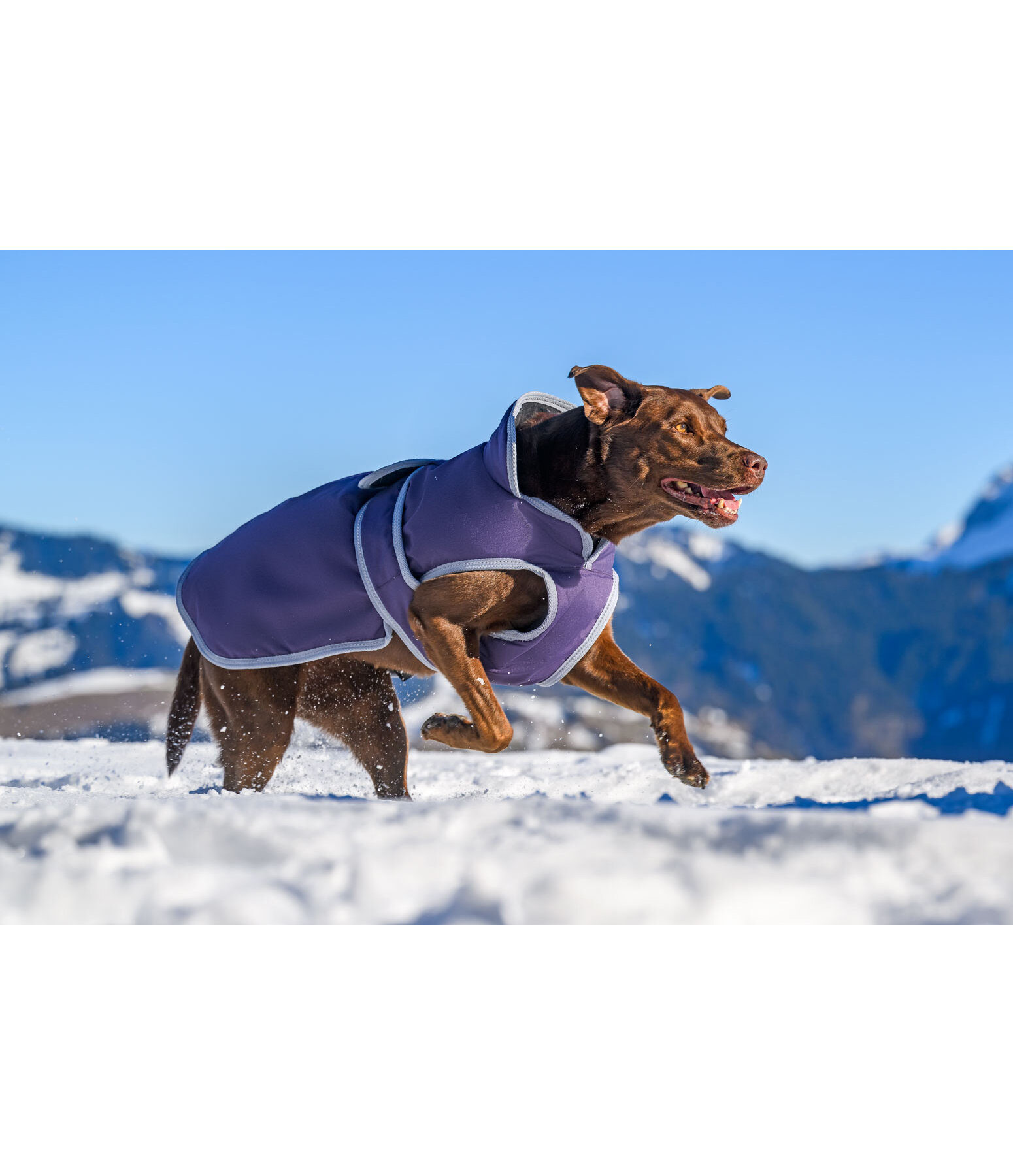 hondenjas Eddie met fleece 200 g