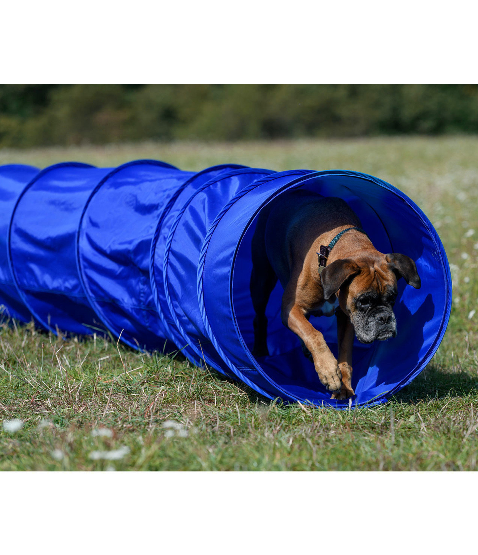 agility tunnel