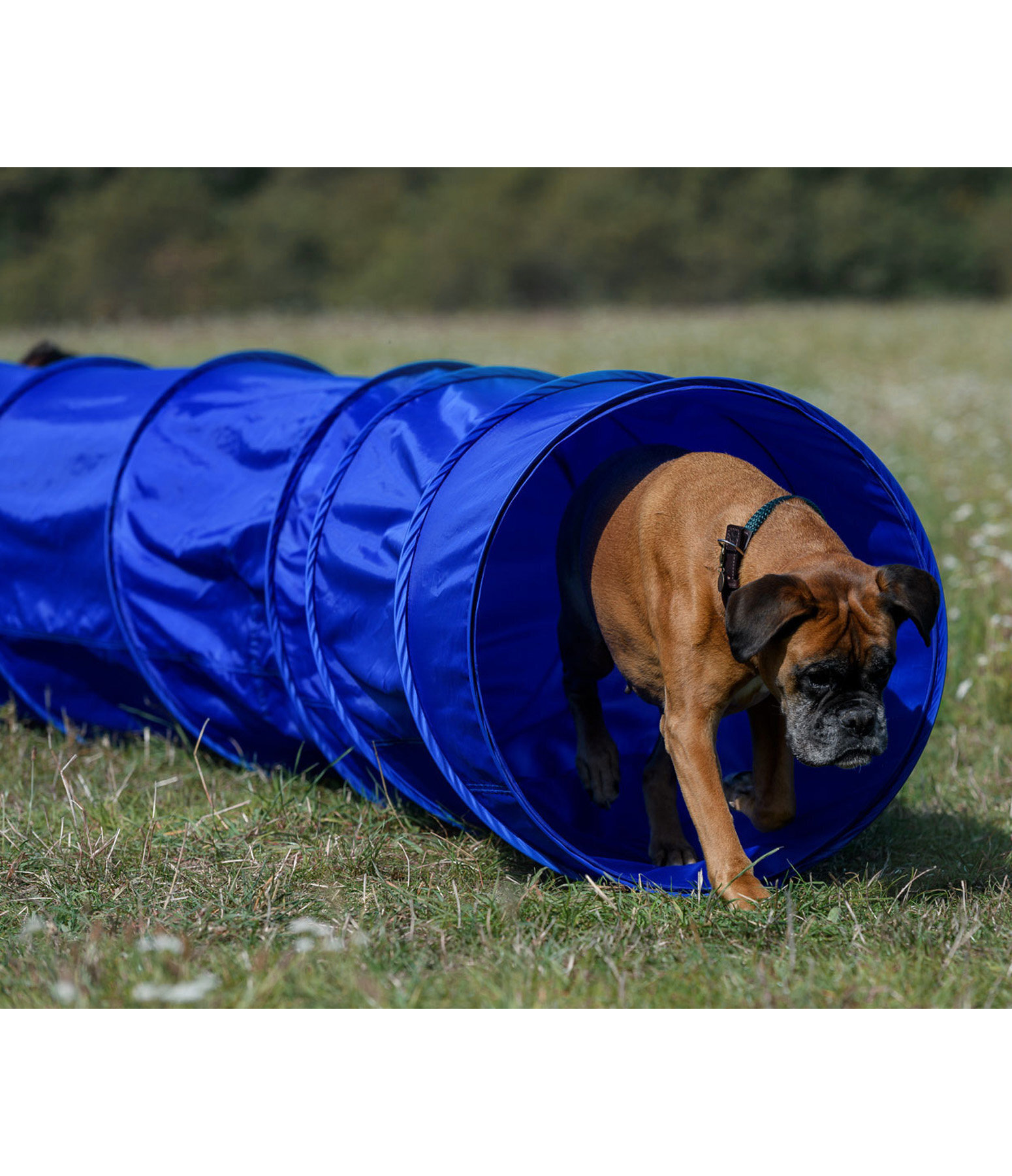 agility tunnel