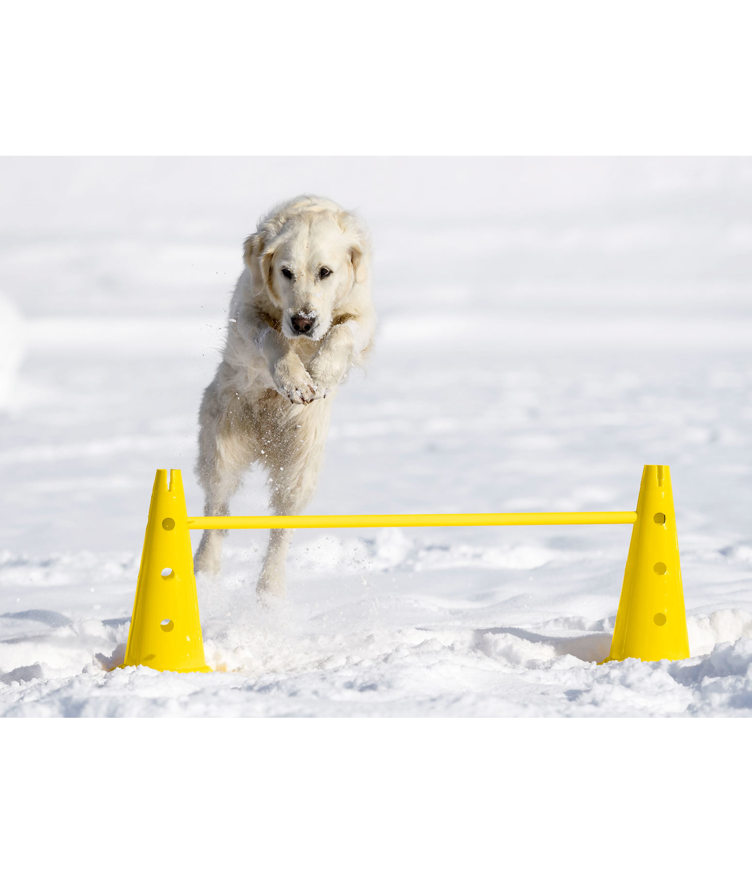 agility stangen