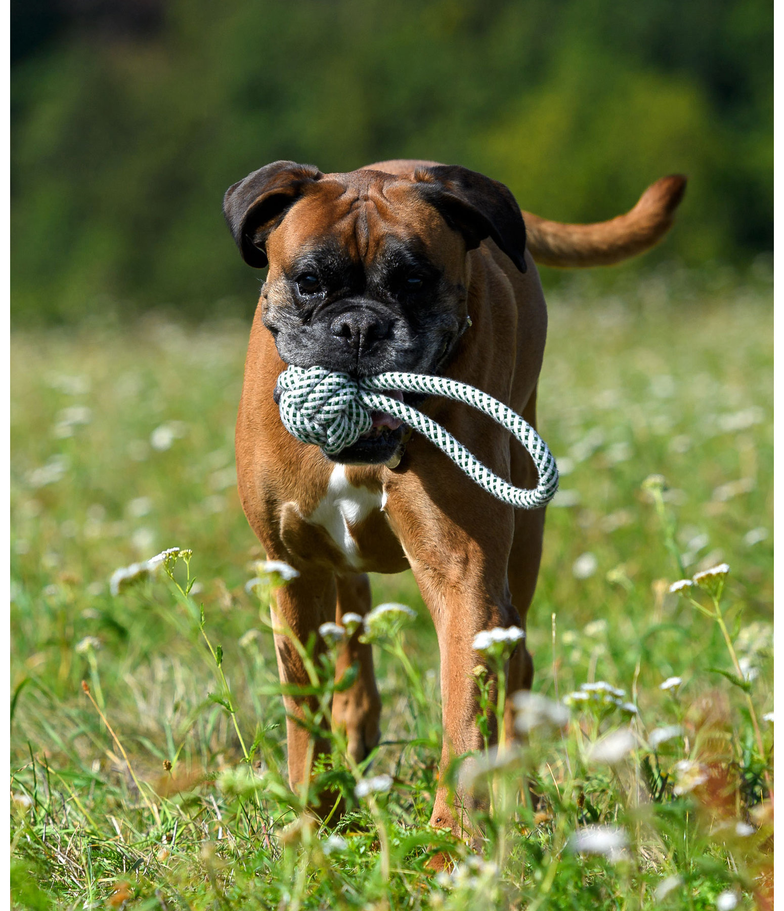 touwspeelgoed Hilde voor honden