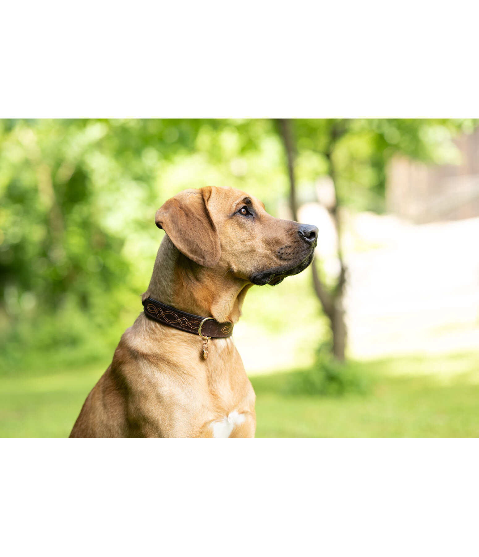 lederen halsband Livorno