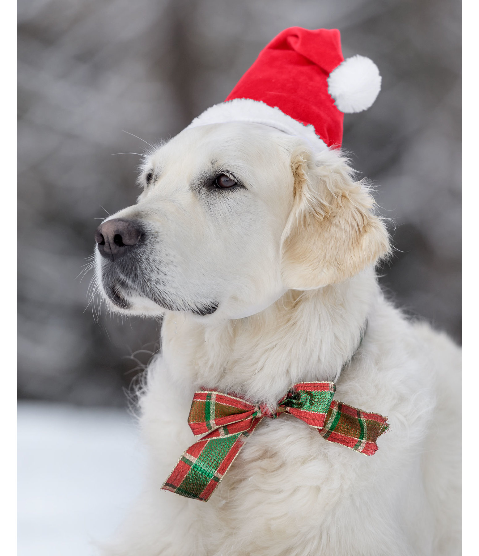 hondenkerstmuts Santa