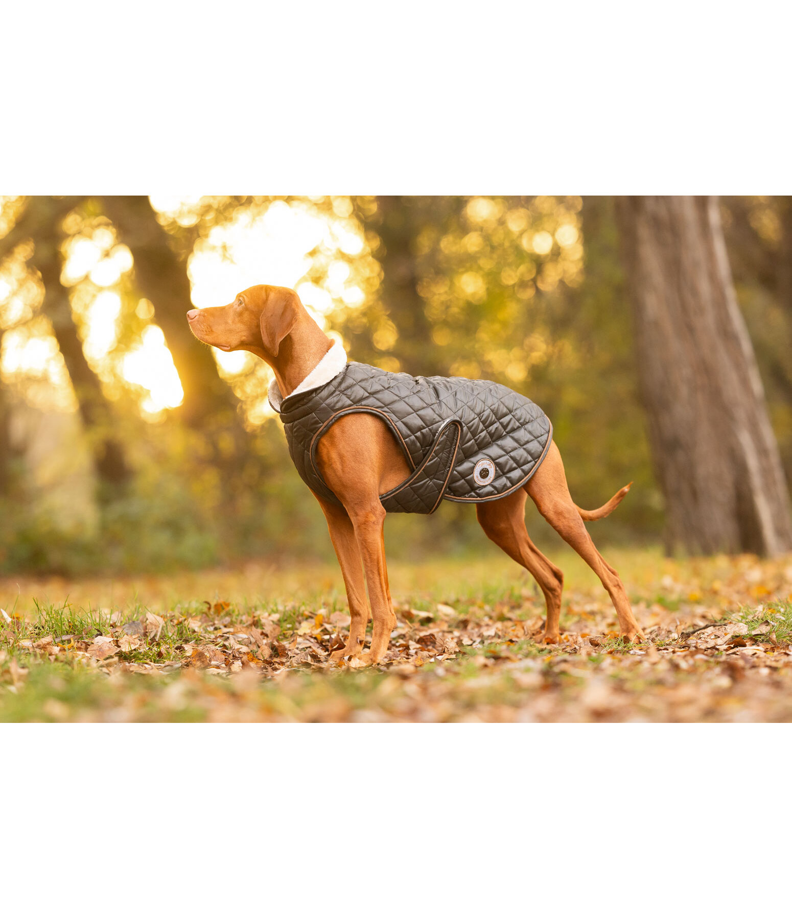 hondendeken Archie met teddyfleece voering, 160 g