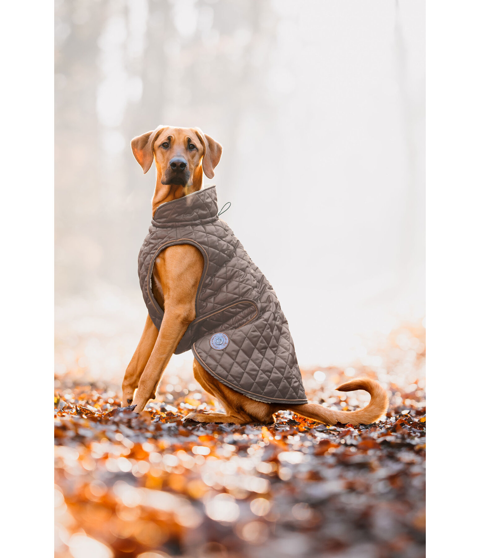 hondendeken Archie met teddyfleece voering, 160 g