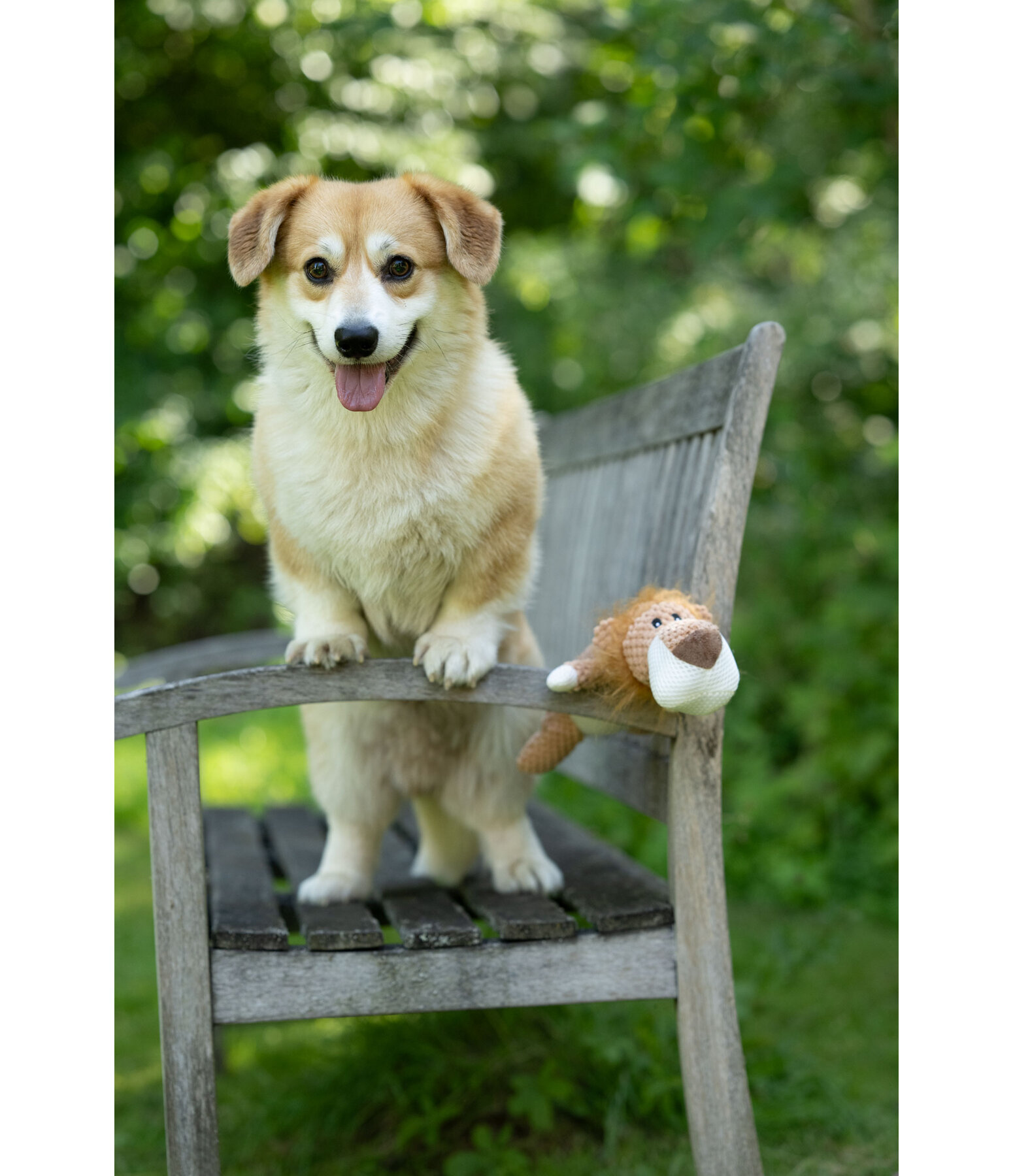 hondenspeelgoed knuffelleeuw Lio