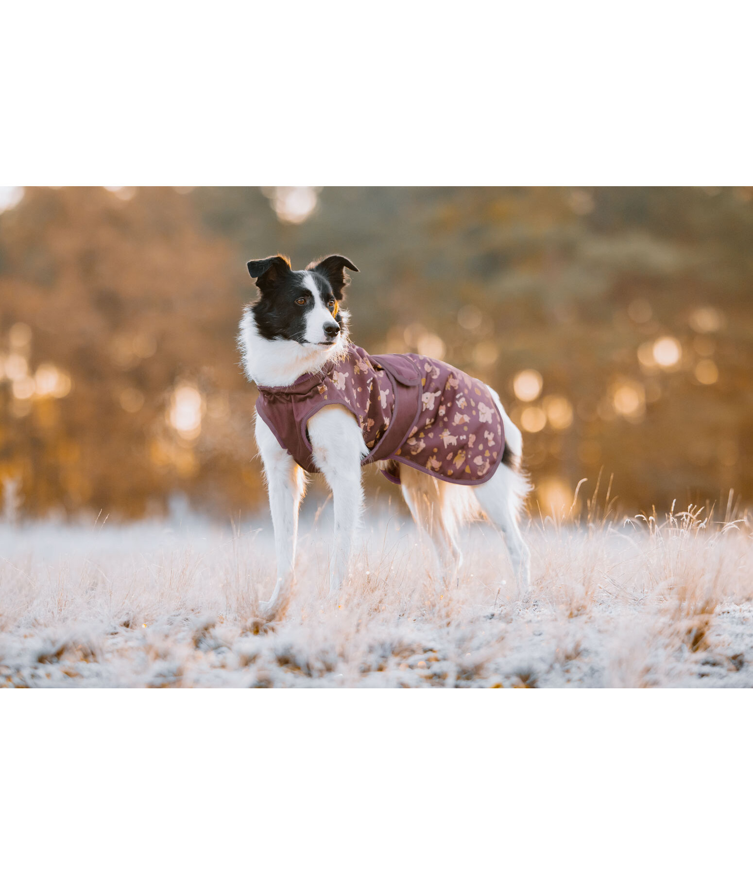 honden regenjas Pumpkin Spice, 0 g