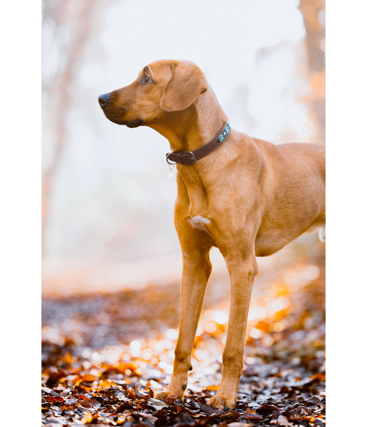 lederen honden halsband Nashville