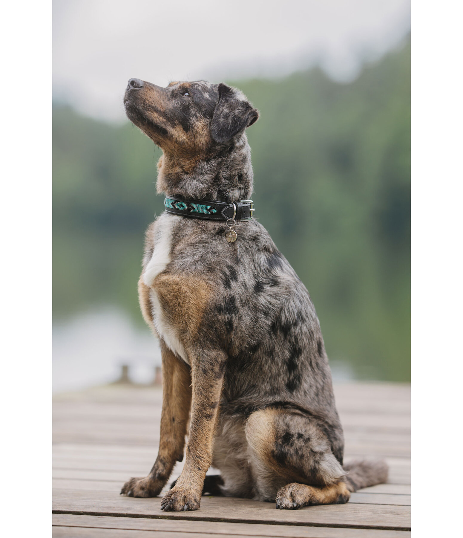 lederen honden halsband Nashville
