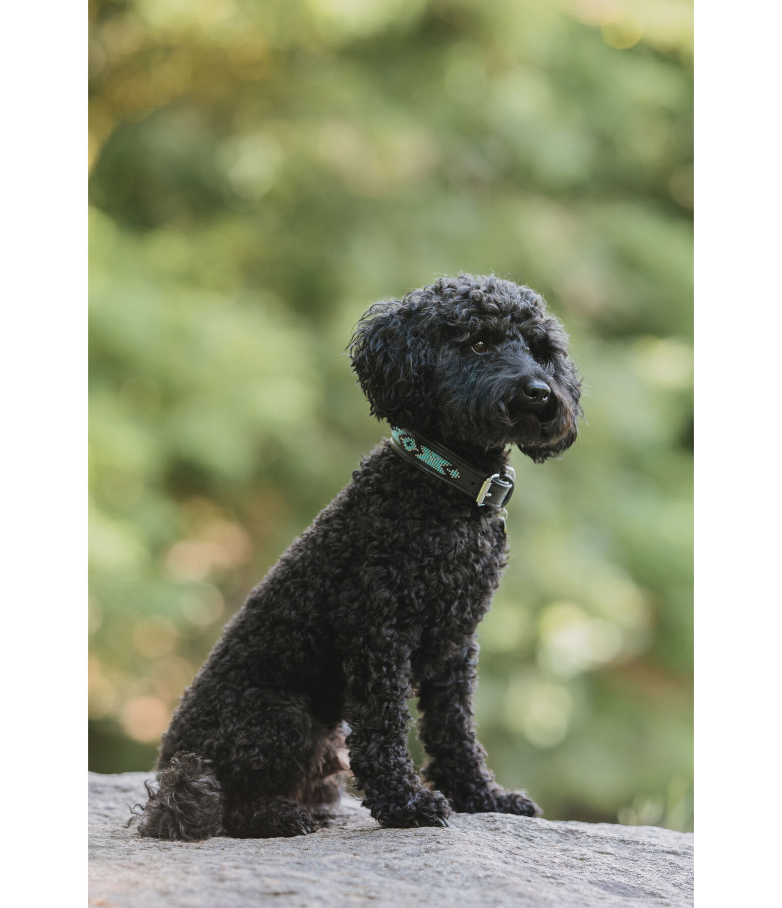 lederen honden halsband Nashville