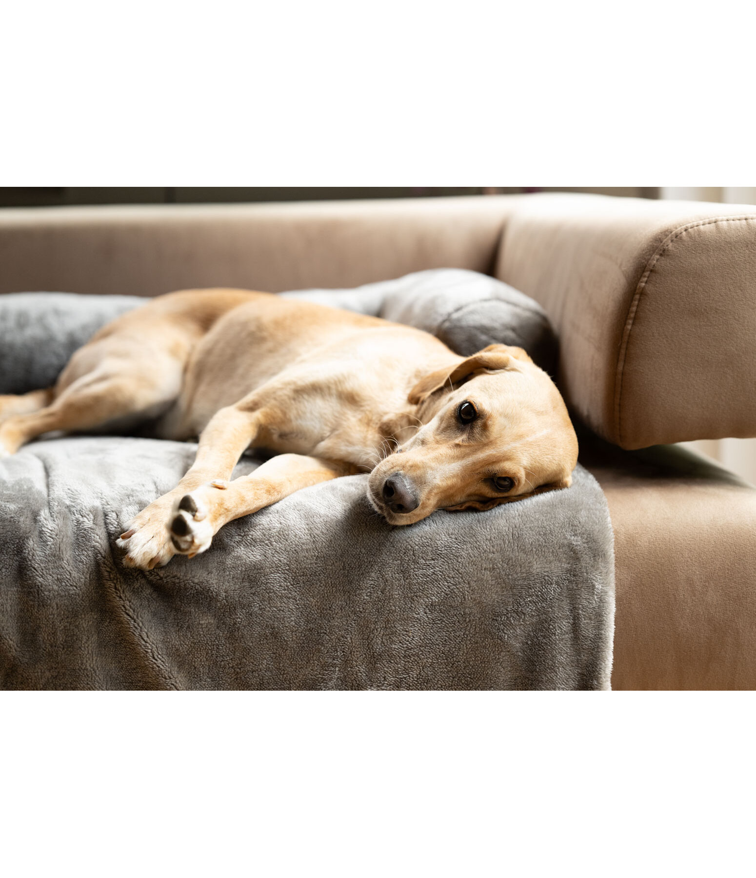 teddyfleece meubelbescherming Guard