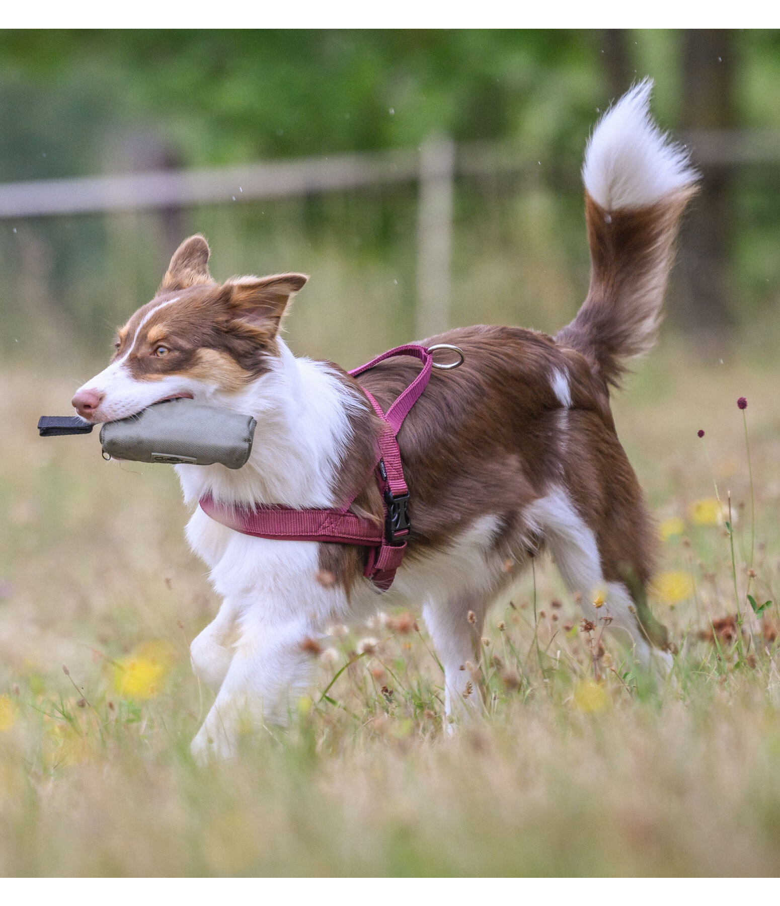 apporteerzakje Classic Line voor honden