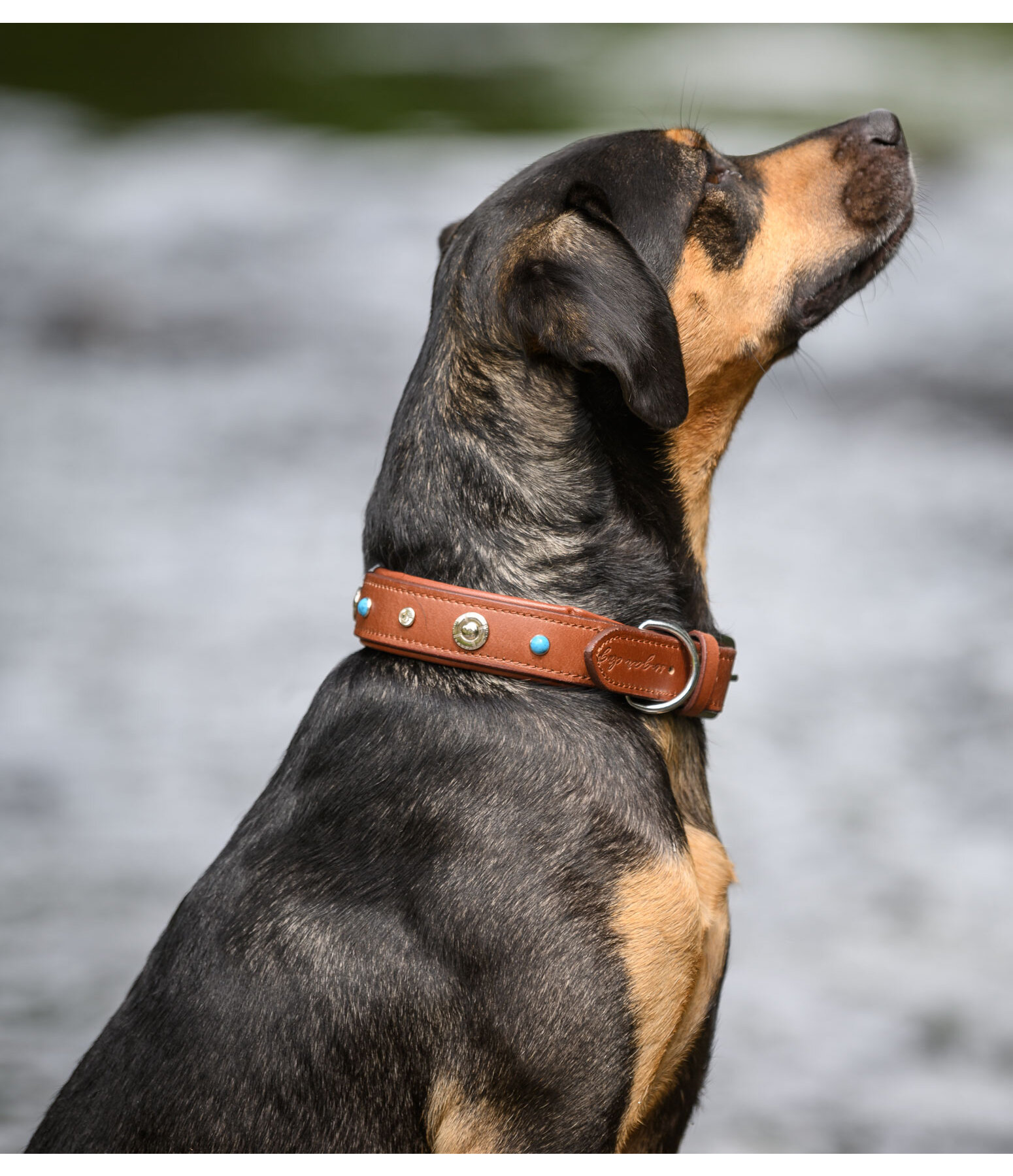 lederen honden halsband Chinook